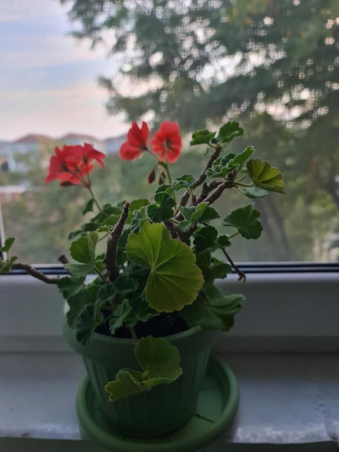 Apartament Modern Cristina&Jessica Mediaş 외부 사진